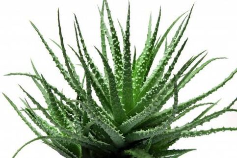 Aloe Vera in Men's Defence