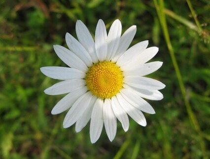 An enema based on chamomile flowers relieves the symptoms of prostatitis in men