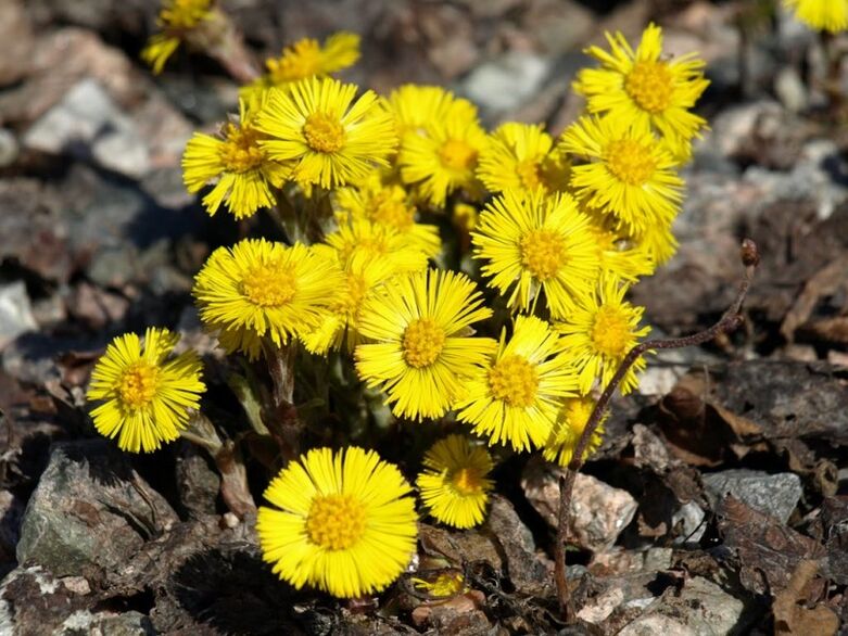 plant coltsfoot for the treatment of acute prostatitis